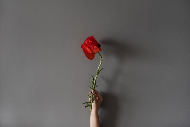 Female hand holding red poppy flower on neutral grey background\
aesthetic minimal creative floral concept