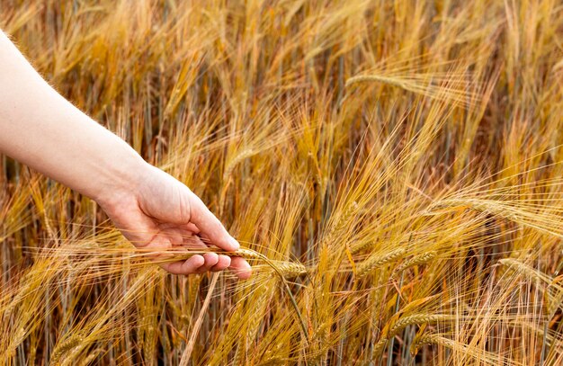 Female hand holding ripe spikelet of wheat growing in an agricultural field harvesting copy space