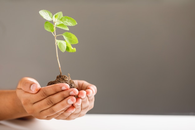 黒の背景に小さな植物を持っている女性の手