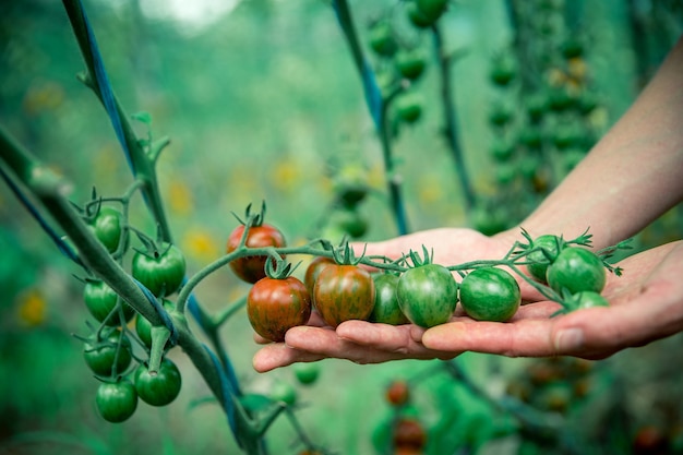 Female hand holding tomatoes on the stem in a greenhouse