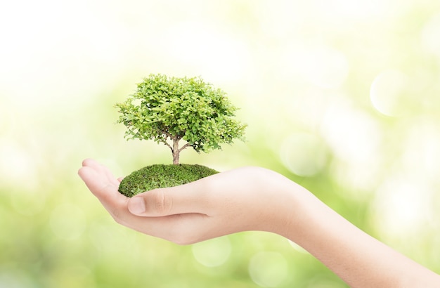 Female hand holding tree plant on nature field grass 