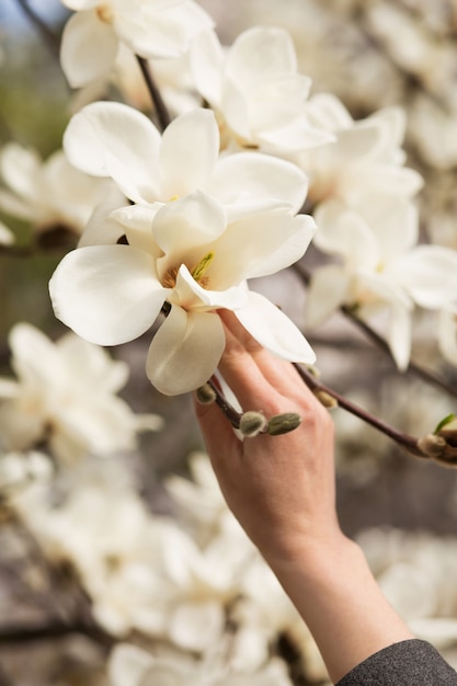 Mano femminile che tiene il tulipano bianco di fioritura della magnolia