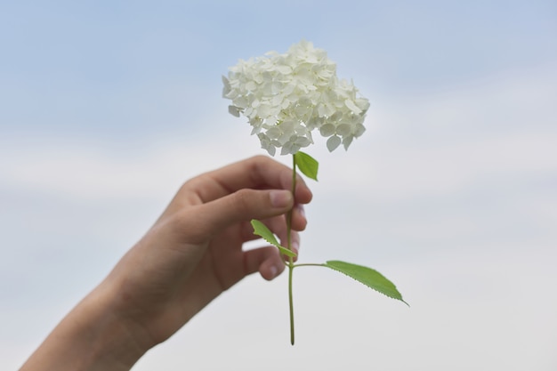 Female hand holding white hydrangea flower, blue clear sky in clouds.