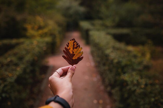 Female Hand holding a yellow leaf in the middle of a road