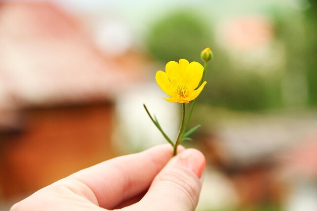 写真 ぼんやりした背景に黄色い野花を握っている女性の手