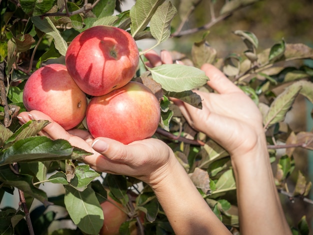 Mano femminile che tiene mele mature rosse su un albero.