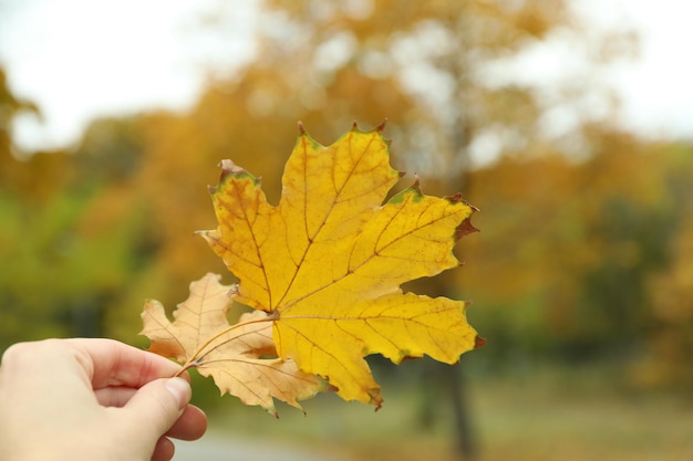Female hand holds autumn leaves, close up