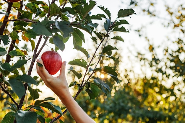 Female hand holds beautiful tasty red apple on branch of apple tree in orchard, harvestingfor food ore apple juice. Crop of apples in summer garden outside. Village, rustic style.