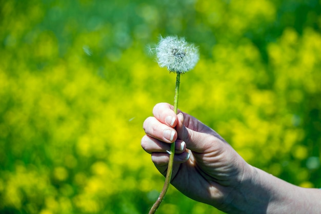 Female hand holds a dandelion flower. Dandelion seeds fly against yellow-green bokeh background
