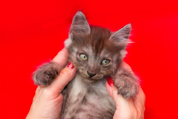 Female hand holds a gray kitten