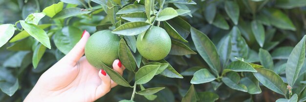 Female hand holds green unripe orange on tree in garden ripening schedule of oranges concept