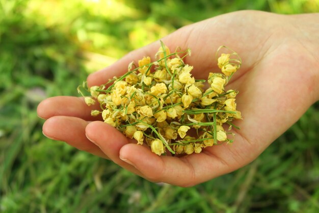 female hand holds a handful of dried flowers for the preparation of natural home medicine ingredient