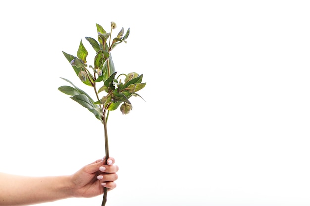 Female hand holds single branch of green hellebore flower on white wall