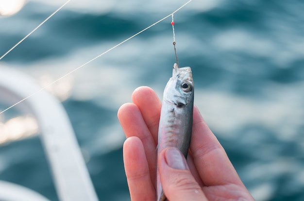 The female hand holds a small fish. Sea fishing. The woman is fishing.