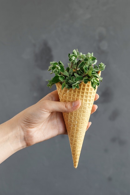 Female hand holds thyme in a waffle cone