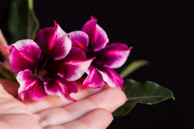 Foto la mano femminile tiene l'adenium colorato viola del fiore