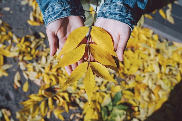 写真 秋の公園で秋を楽しみ、葉を持っている女性の手