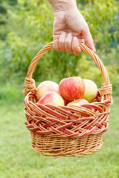 Female hand is holding a wicker basket with fresh ripe apples in green natural background. Shallow depth of field. Focus on basket with apples