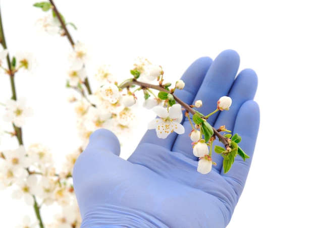 A female hand in a medical glove holds a flowering cherry branch