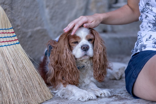 Female hand patting cavalier king charles spaniel dog head