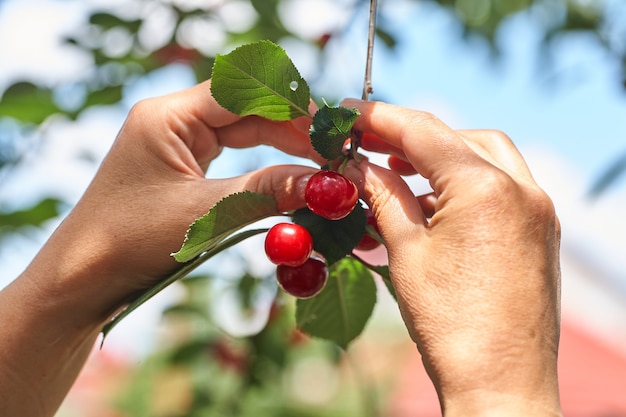 Foto ciliegie femminili di raccolta a mano dal ramo in giardino