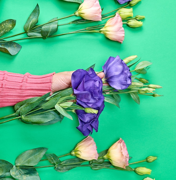 Female hand in a pink sweater holding a branch of a flower Eustoma Lisianthus 