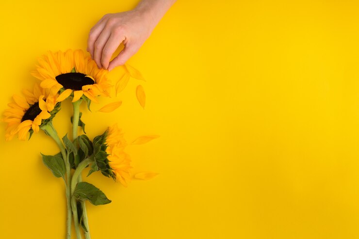 黄色の背景に美しいひまわりの花束の女性の手摘み花びら