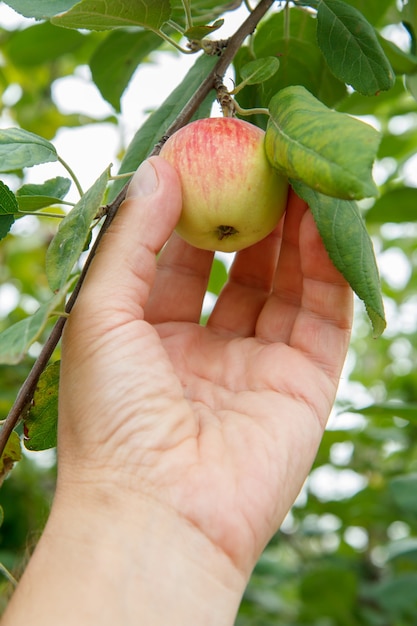 Female hand reaches for the apples on a tree in the orchard.