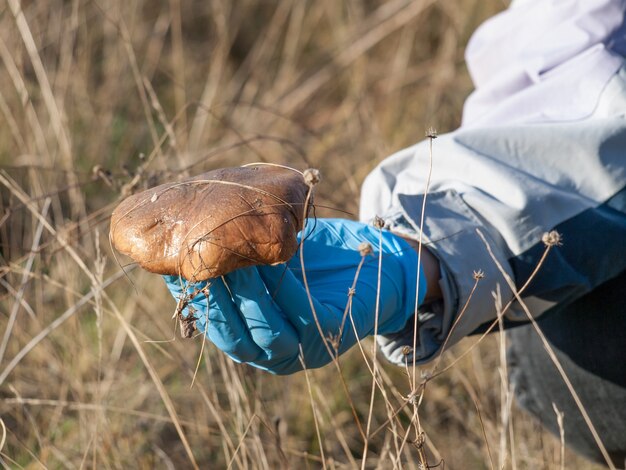 Female hand in rubber glove holding just picked mushroom in an autumn forest.