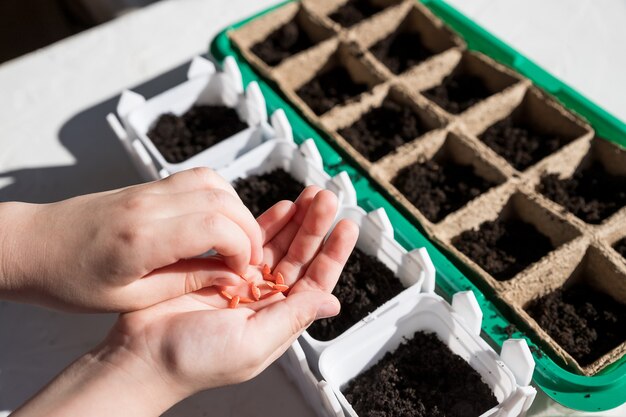 植栽のための女性の手播き、苗床トレイ菜園。ガーデニング、自宅での植栽。発芽ボックスに種を蒔く子供。窓辺のボックスに種子から育てられた初期の苗。