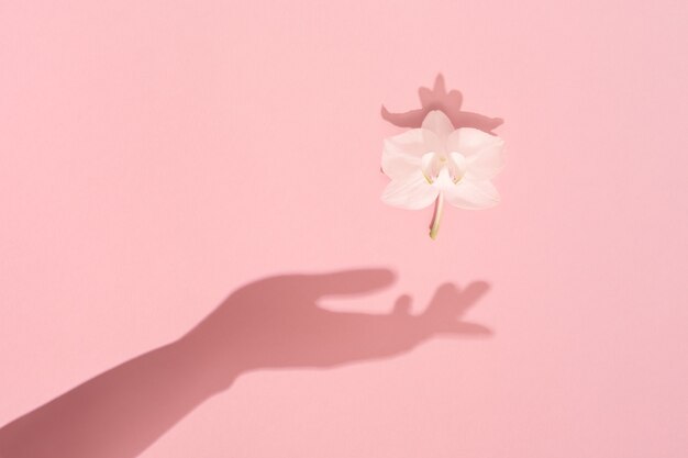 Photo female hand shadow keeps white spring flower. womens, mothers day, femininity and harmony concept.