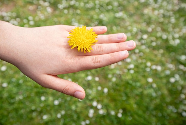 female hand showing a dandelion like a precious ring a field of daisies on the background