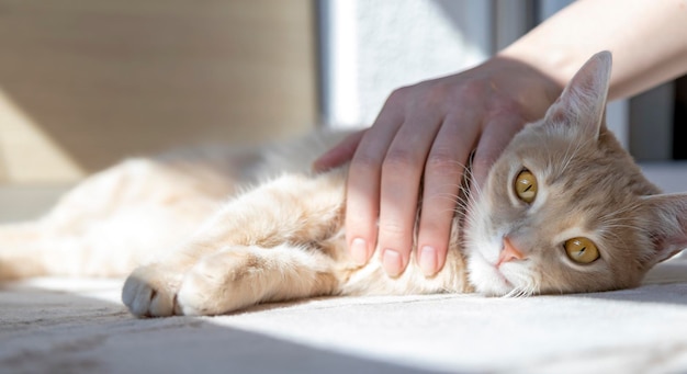 Female hand stroking a red cat