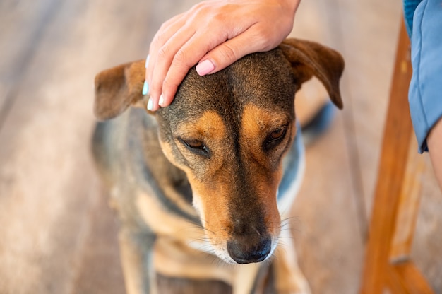 優しさで飼いならされた国内の茶色の犬の頭をなでる女性の手