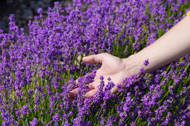 女性の手は、ラベンダー畑でラベンダーの花に触れ、愛撫します。セレクティブフォーカス。高品質の写真