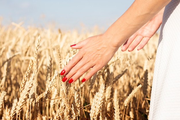 Женская рука касается колосья пшеницы или ячменя на поле. хорошая концепция урожая, зерновые, натуральный продукт