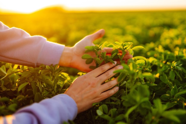 Female hand touches green lucerne in the field at sunset Agriculture planting or ecology concept