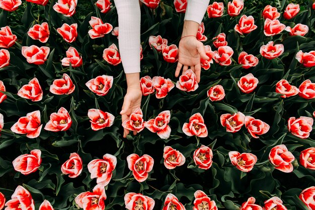 Female hand touches red white tulip bud