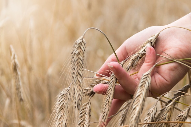 Female hand touching a golden ear of wheat in a wheat field