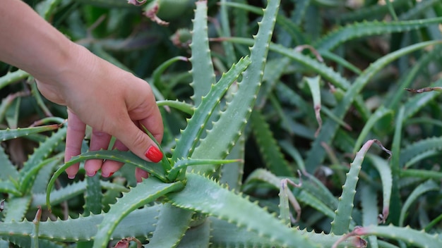 成長しているアロエ植物のクローズアップに触れる女性の手