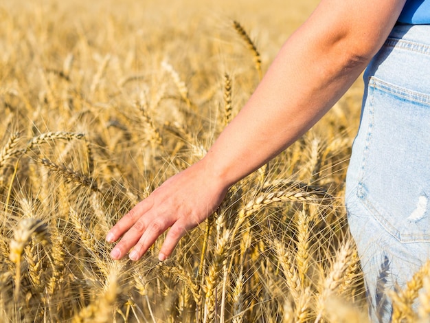 晴れた日の収穫期に黄色の熟した小麦の小穂に触れる女性の手
