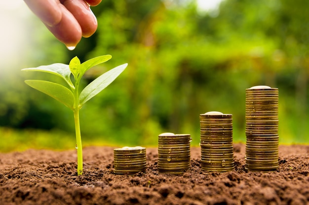 Female hand watering young plant with stack coin for growing business