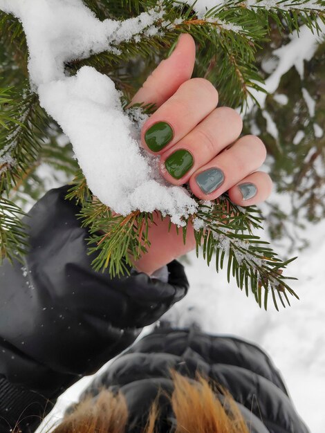 Female hand with Fresh polished green gray manicure nails holding snowy fir treen branch in winter