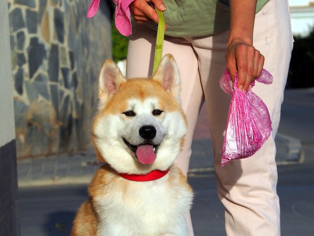 完全な犬のうんち袋を持つ女性の手