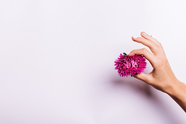 Mano femminile con il manicure che tiene fiore rosa su un fondo bianco