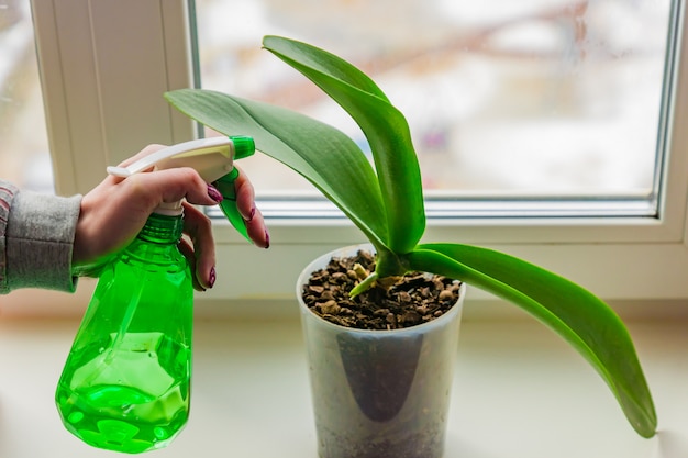 Female hand with manicure spraying green leaves of moss orchid in a pot standing on window sill. House plant care concept	