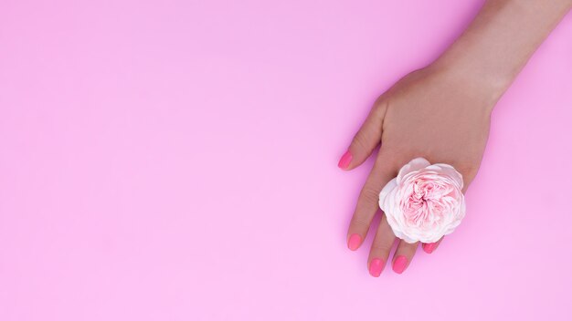 ピンクのマニキュアとピンクの背景にバラの花を持つ女性の手。バナー。スペースをコピーします。上面図。