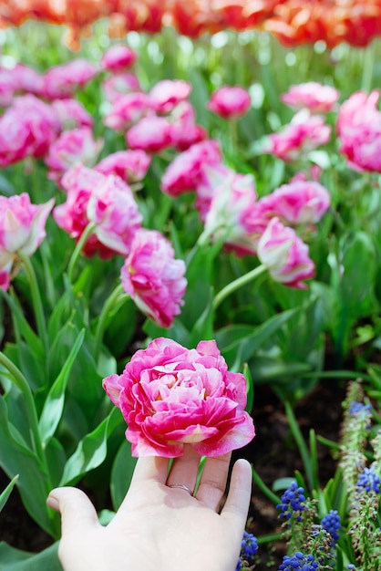 female hand with pink tulips