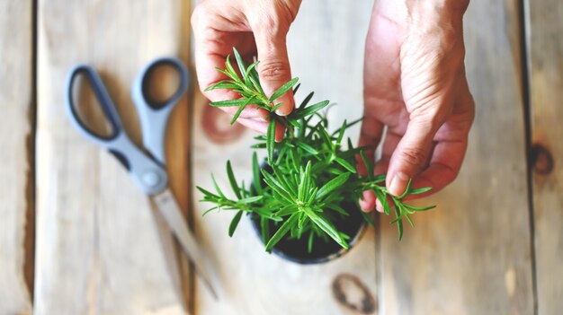 Female hands, a branch of rosemary, scissors. Rosemary in a pot.