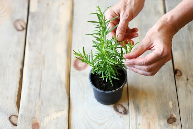 Female hands, a branch of rosemary.